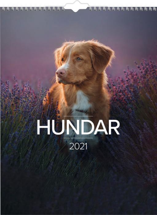 Stora Hundkalendern 2021
