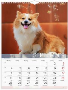 Stora Hundkalendern 2023