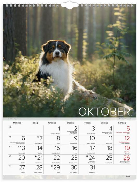 Stora Hundkalendern 2025 
