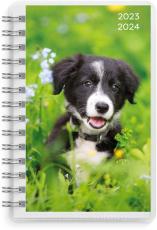 Pets 4i1 Compact 2023-2024