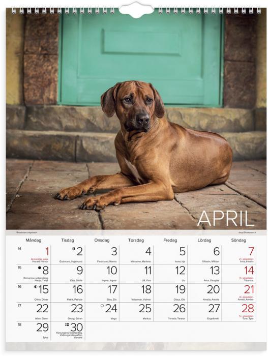 Stora Hundkalendern 2024