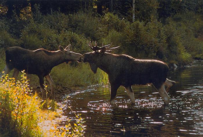 Sverigekort Algar älg kalender 2021