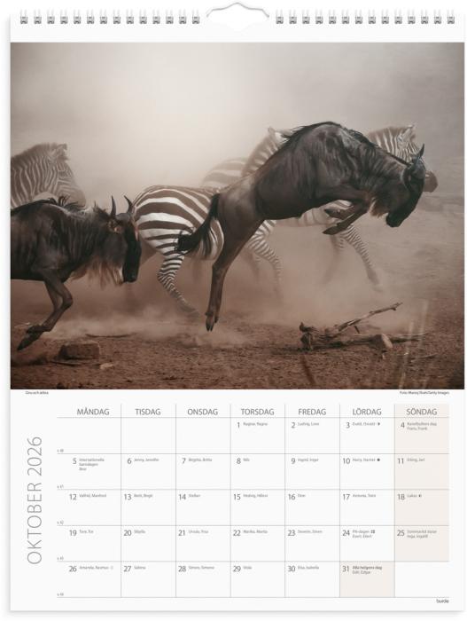 Väggkalender Savannen 2026