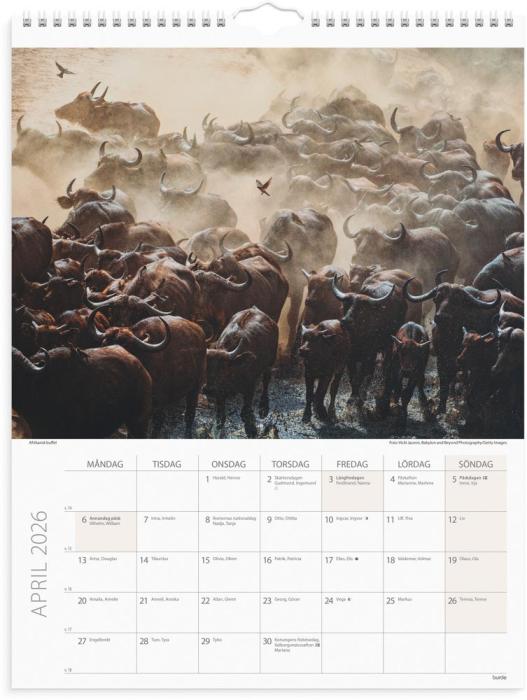 Väggkalender Savannen 2026