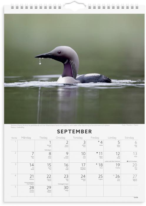 Väggkalender,Fåglar,2026