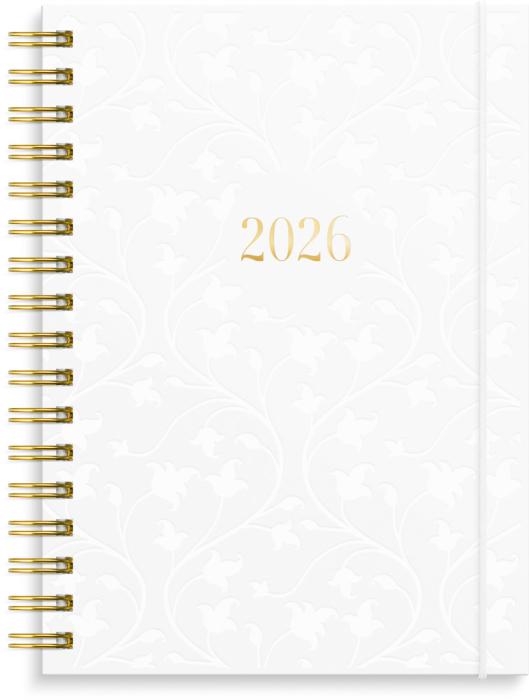 Senator A6 Star 2026