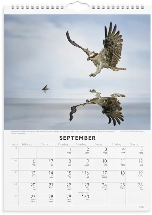 Väggkalender,Fåglar,2027