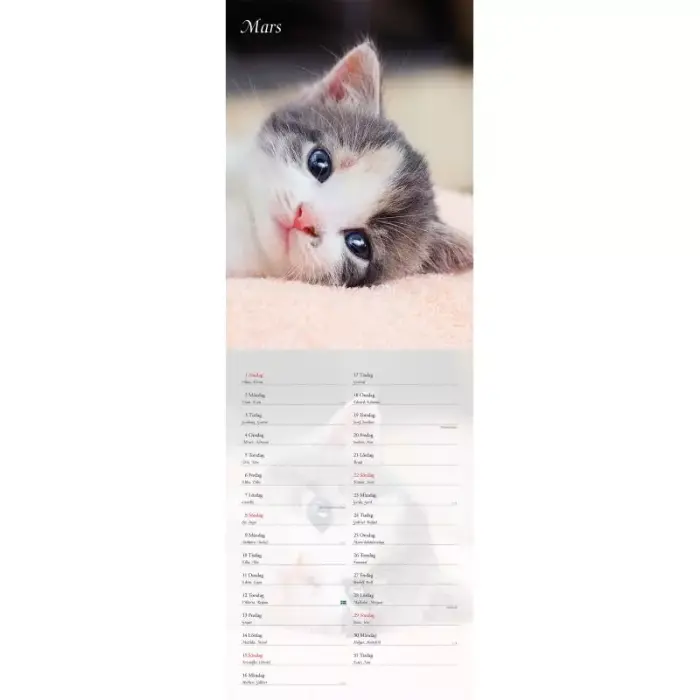 Kattkalender A4 2026 