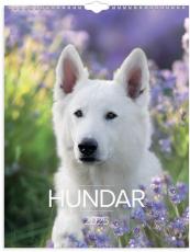 Stora Hundkalendern 2025 