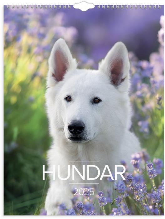 Stora Hundkalendern 2025 