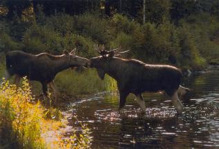 Sverigekort - &Auml;lgar